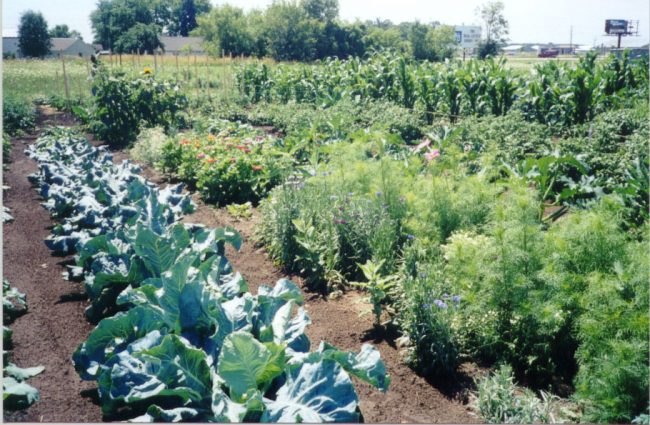 picture of community garden
