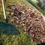 raking leaves in Fond du Lac County