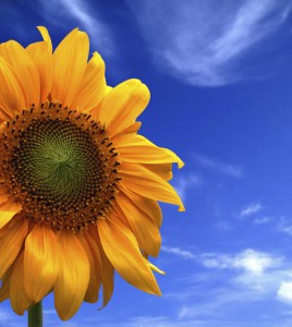 picture of a yellow sunflower with blue sky in background