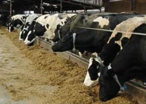 Opportunities for Improving Starch Digestibility on Dairy Farms