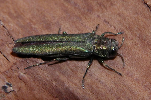 Emerald Ash Borer: Get your questions answered here