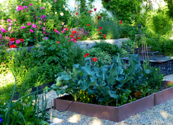 Summer 2013 Community Garden Newsletter