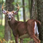 Safe Preserving: So You Got A Deer
