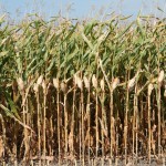 image of a corn field