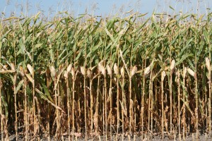 image of a corn field