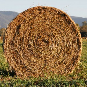 Current Hay Prices