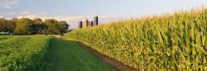 Farm field - corn