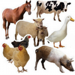 photo of farm animals