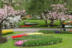 flower garden with trees