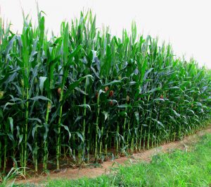Corn Stalks growing in a field
