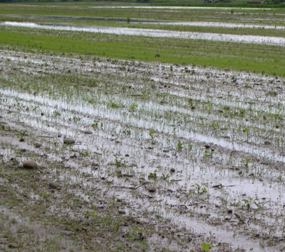 Photo of flooded field