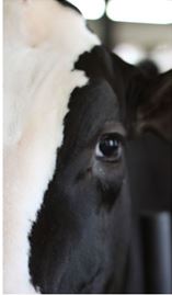 picture of a black and white cow's eye