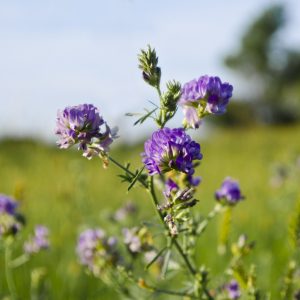 alfalfa plant with purple bud