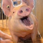 pig with mouth open
