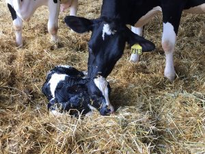 Calf Success: The first 24 hours