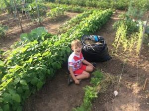 Boy with red and white shirt helping in community garden.