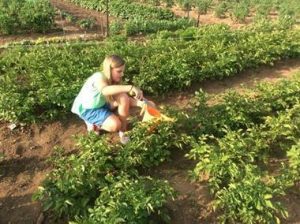 Girl with blue shorts and blonde hair waters plants.