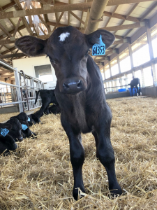 Dairy x Beef Calf Management Survey