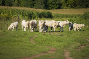 Manage grazing for productivity, resiliency