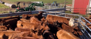 Tips for Effective Cattle Handling in Grazing Systems