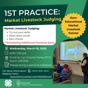 First Practice for Market Livestock Judging