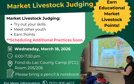 First Practice for Market Livestock Judging