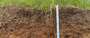 How Phosphorus and Potassium Move (or Don’t): The Agronomy Behind Stratification