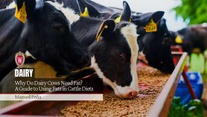 Why Do Dairy Cows Need Fat? A Guide to Using Fats in Cattle Diets