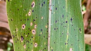 Using Disease Forecasting Tools to Make Better In-Season Management Decisions and Tar Spot Found in WI