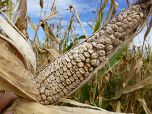 Scout for Ear Rots to Reduce Mycotxoins in Silage