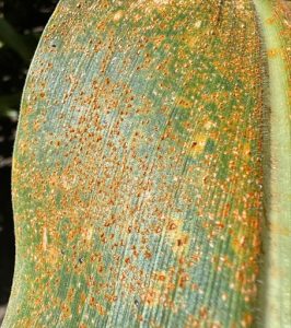 Southern Rust Returns to Wisconsin