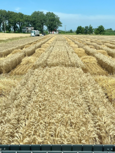 2026 Winter Wheat Variety Trial Results