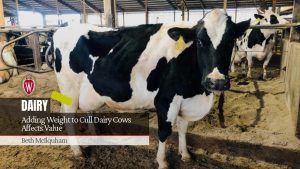 Adding Weight to Cull Dairy Cows Affects Value